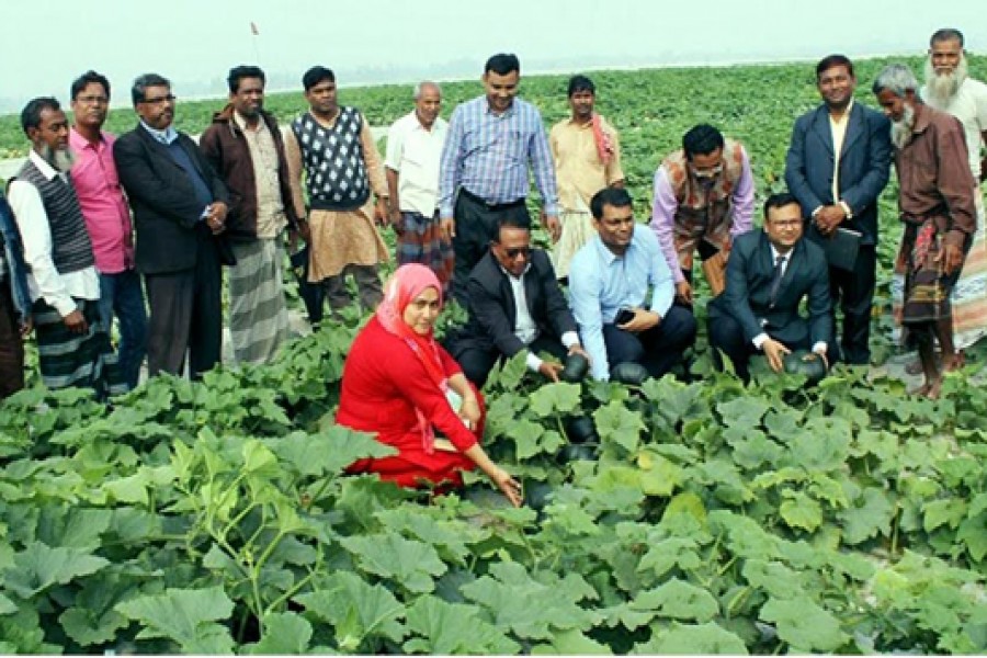 Pesticide-free vegetable farming getting popularity in Rangpur char areas