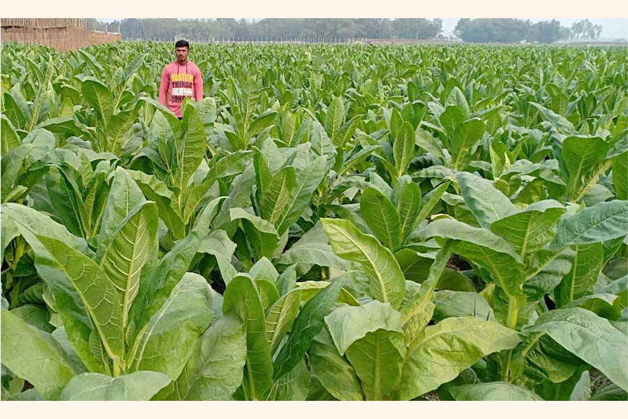 A partial view of a tobacco field at a village under Rangpur Sadar upazila 	— FE Photo