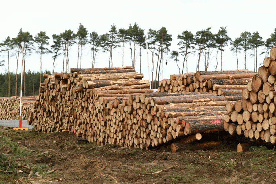 Tesla resumes tree cutting in Germany to build Gigafactory