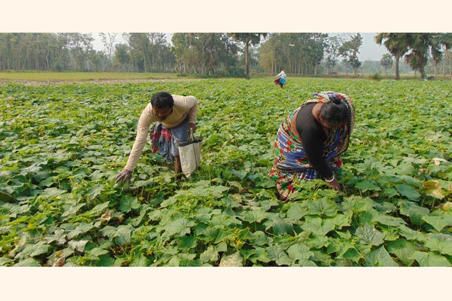 Peasants collecting cucumber from a field in Betaga union under Fakirhat upazila of Bagerhat district 	— FE Photo