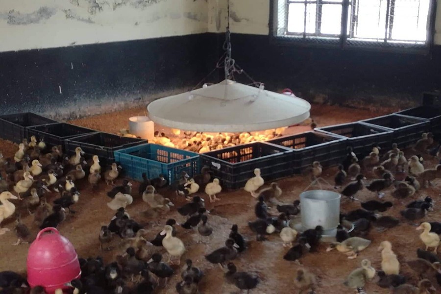 Ducklings being raised at the Mymensingh Regional Poultry Breeding Farm in Mymensingh town — FE Photo