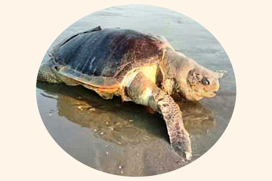 Saint Martin's Island: Concerns grow about sea ecology as turtles dying