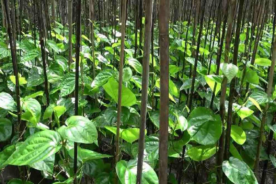 Lakshmipur betel leaf growers record Tk 2.0 billion sale
