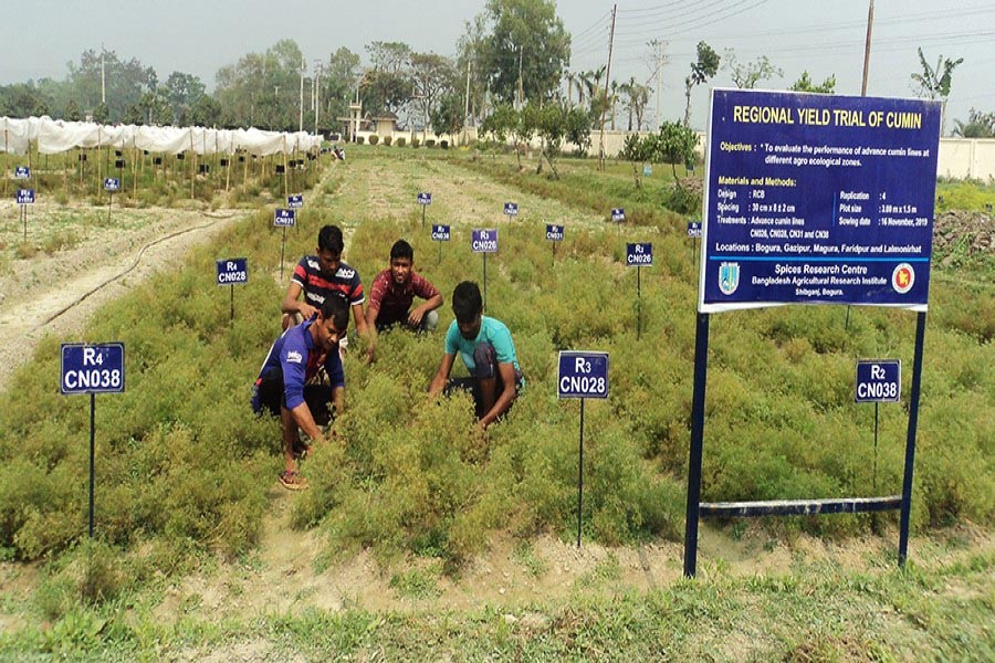 Farmers working at BARI-1 cumin land under Shibganj upazila of Bogura district — FE Photo