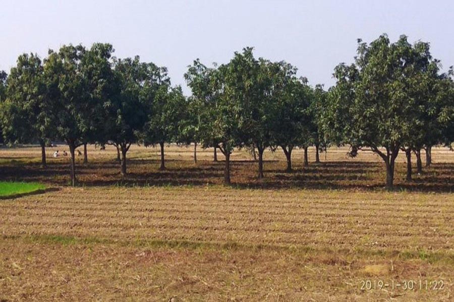 Erratic weather, brick kilns’ pollution may hamper mango output in Rajshahi