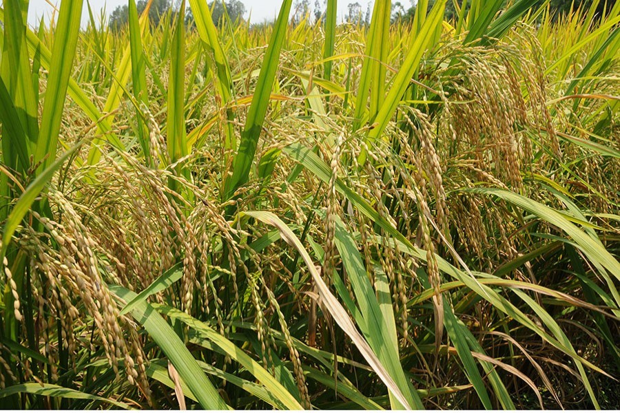 A partial view of a BINA Dhan-23 at a village in Mymensingh — FE Photo