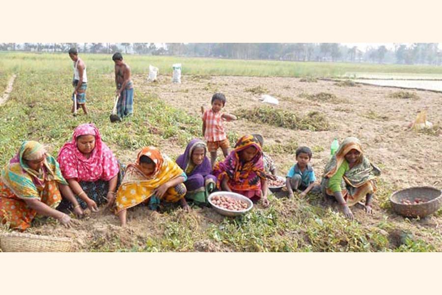 Labourers collecting potatoes from a field under Dupchanchia upazila of Bogura district — FE Photo