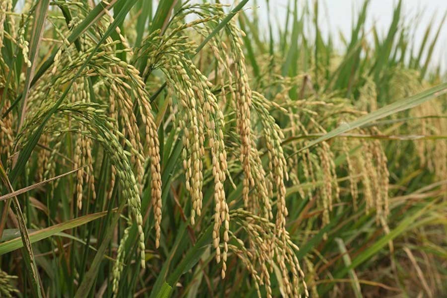 Paddy procurement: Intention and outcome   