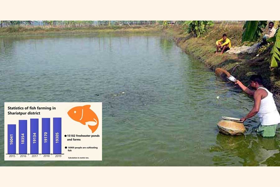 A farmer sprinkles feeds in his fish rearing pond at a village of Shariatpur district  	— FE Photo