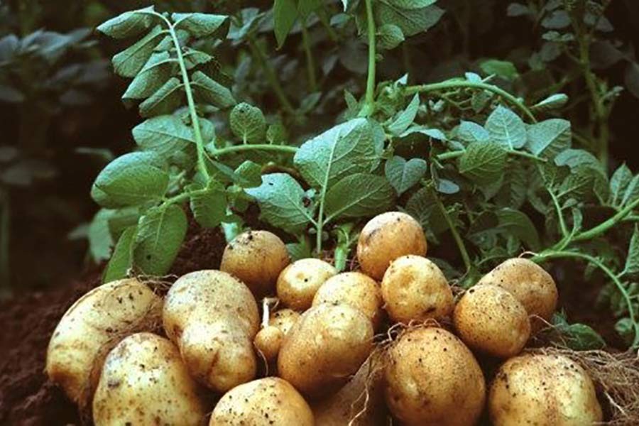 Drive to increase potato exports reaches landmark