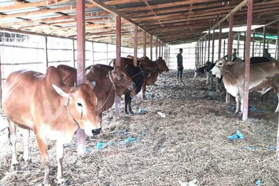 Dairy farmers in trouble, seek govt support
