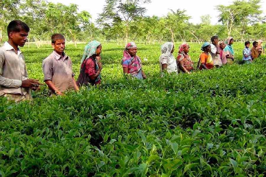 Sylhet tea workers go on work abstention amid coronavirus fear
