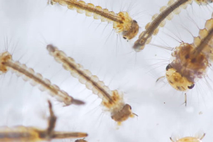 Density of aedes larvae not at alarming level: Survey