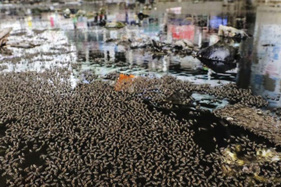 Dhaka’s multi-storey mosquito hubs