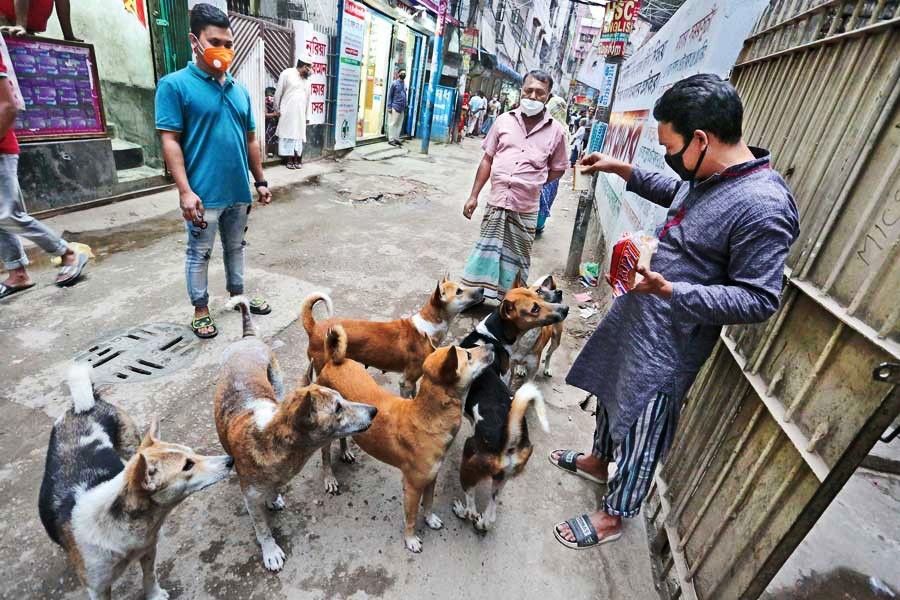 Coronavirus fallout: City street animals facing severe food crisis