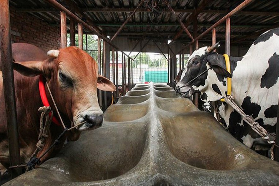 Dairy farmers bear brunt of shutdown