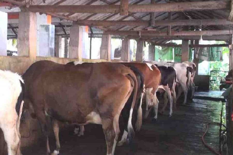 Satkhira dairy farmers forced to dump huge milk every day