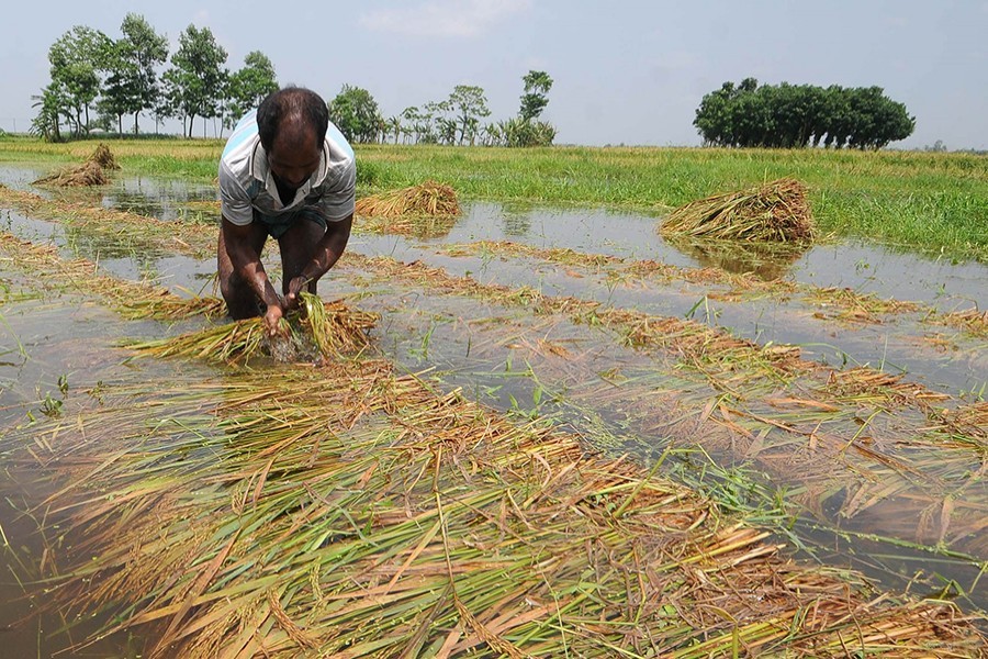 Strom damages boro crops in Natore