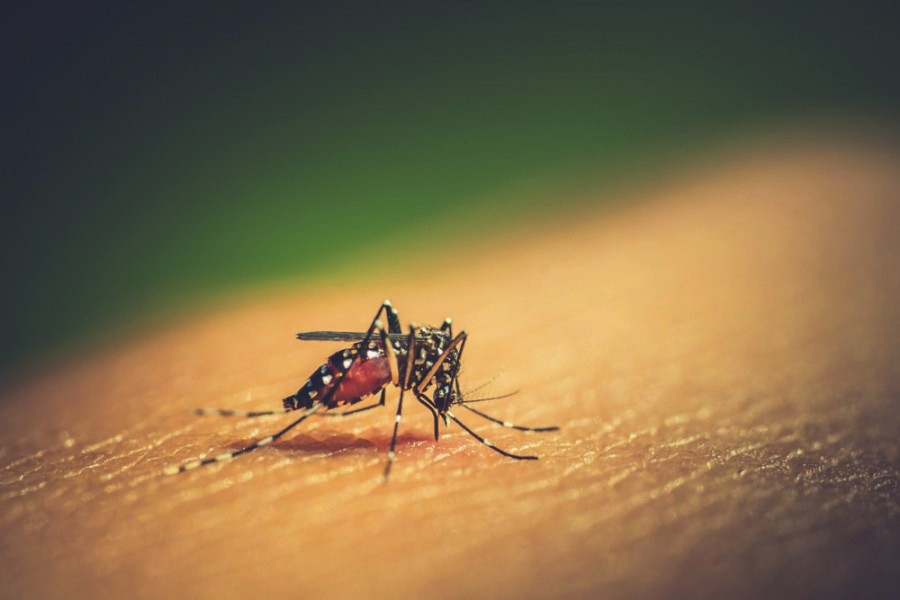 No new dengue patient in 48 hours