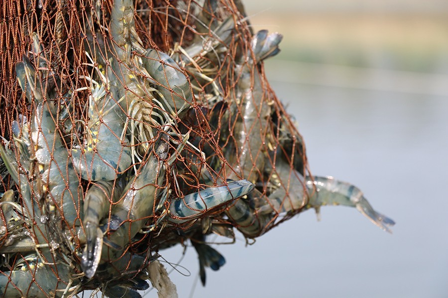 Urgent cash support sought for shrimp farmers