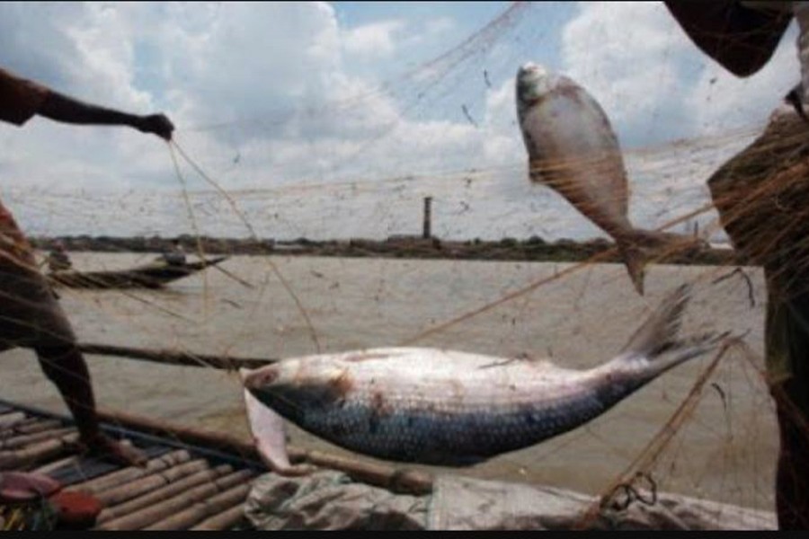 Hilsa fishing resumes after two-month ban