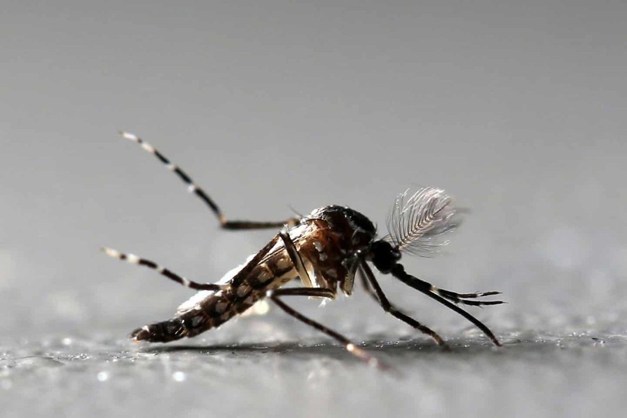 One new dengue case reported in 24 hours