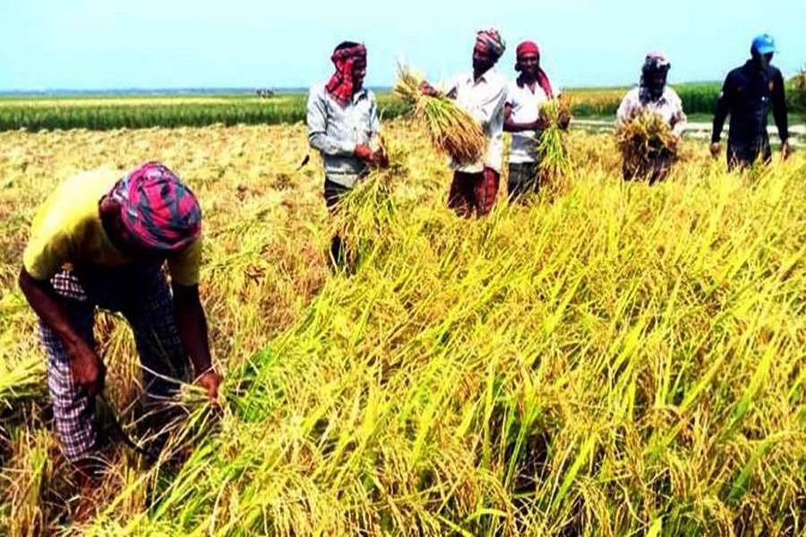 Farmers harvest 90pc of Haor paddy
