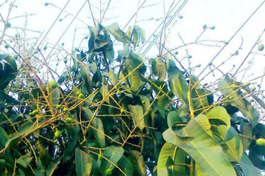Mango, litchi growers fall into predicament