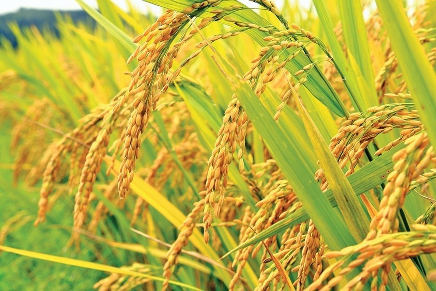 Govt procuring Boro paddy at Tk 26 per kg