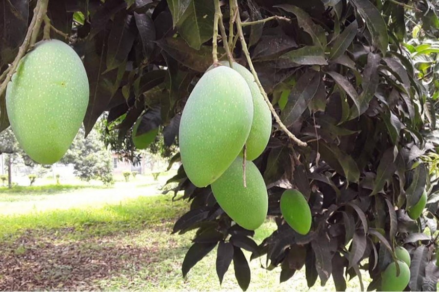 Mango harvesting in Rajshahi to begin May 15
