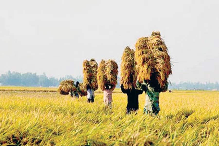 Krishak Bondhu Postal Service to transport agro products free of cost