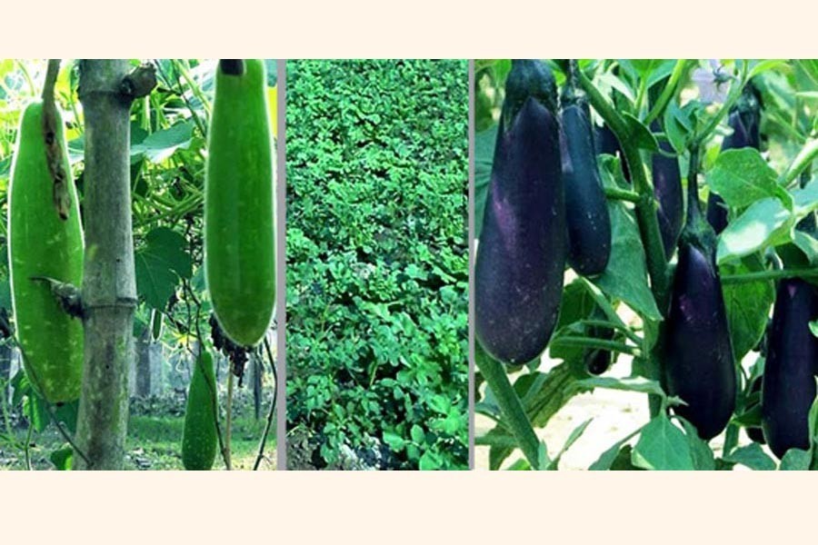 Krishak Bandhu Postal Service to deliver agro products to Dhaka for free