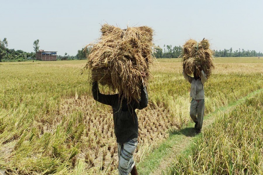 Agri officials see surplus boro output this year