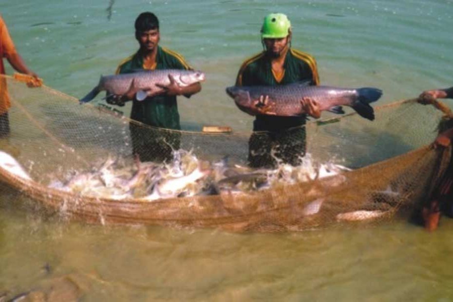 Govt to compensate fisheries and livestock sector hit by COVID-19: Minister