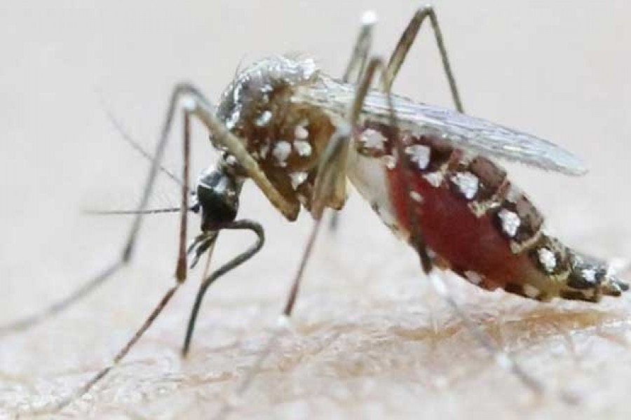 DNCC fines several places in anti-dengue drive