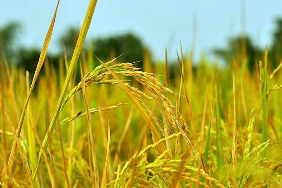 Boro farmers to be selected through lottery: Minister