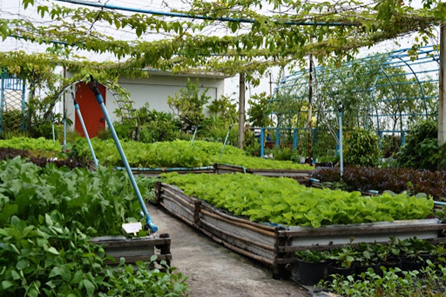 Ministry of Agriculture plans vegetable gardening at 0.65m houses