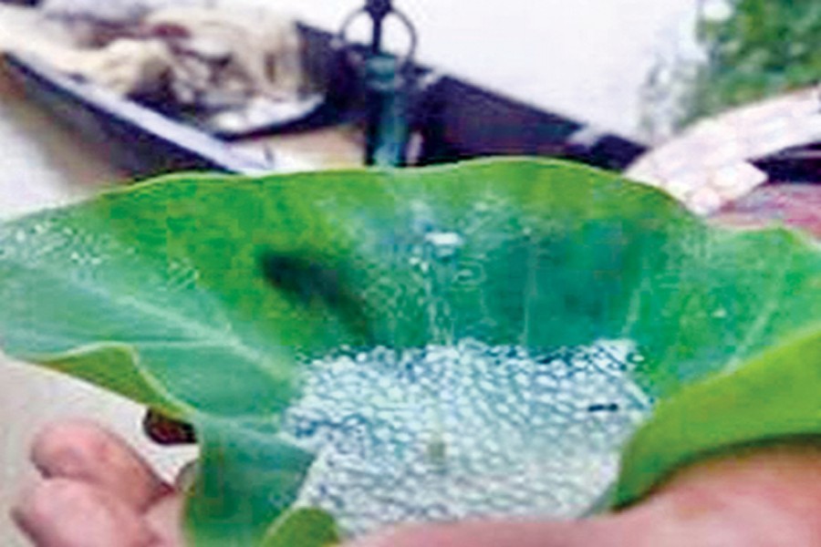 HC forms committee to protect biodiversity in Halda