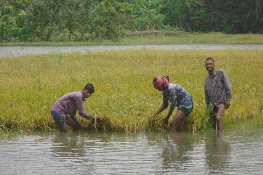 176,000 hectare crop yield damaged in Amphan: Agriculture Minister