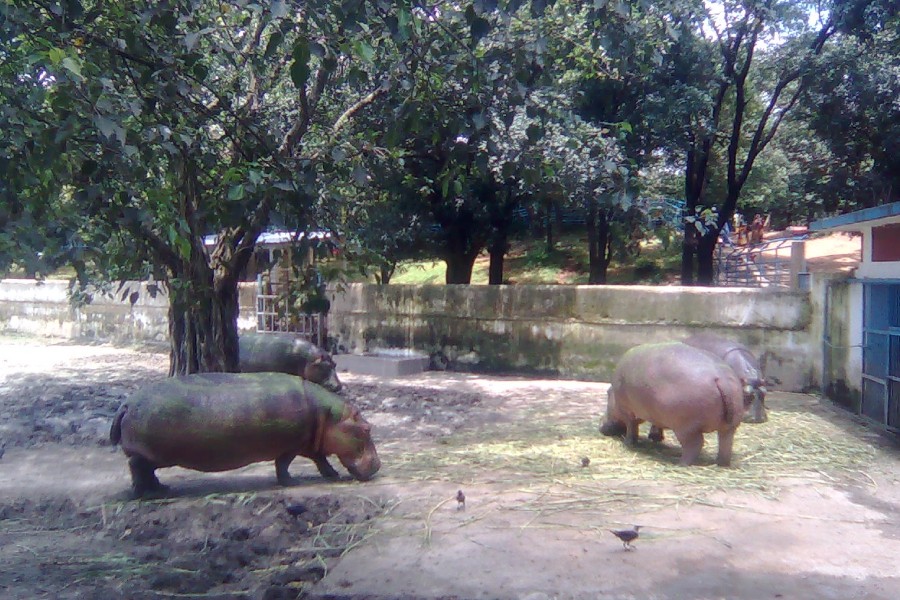 Zoo animals get a respite from crowds amid lockdown