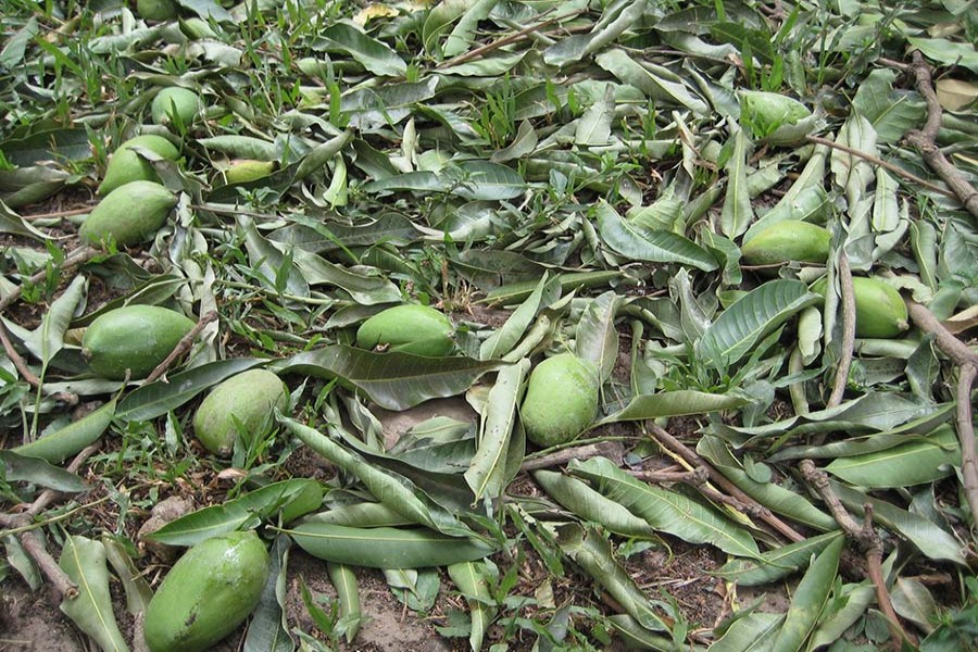 Processing of fallen mangoes could increase earnings: Experts