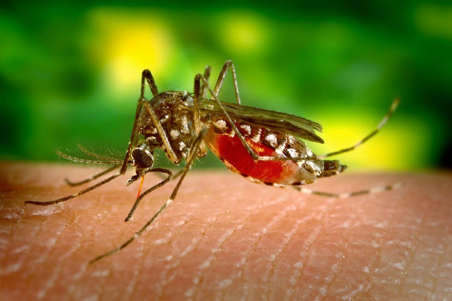 147 houses, establishments fined 307,000 over Aedes larvae