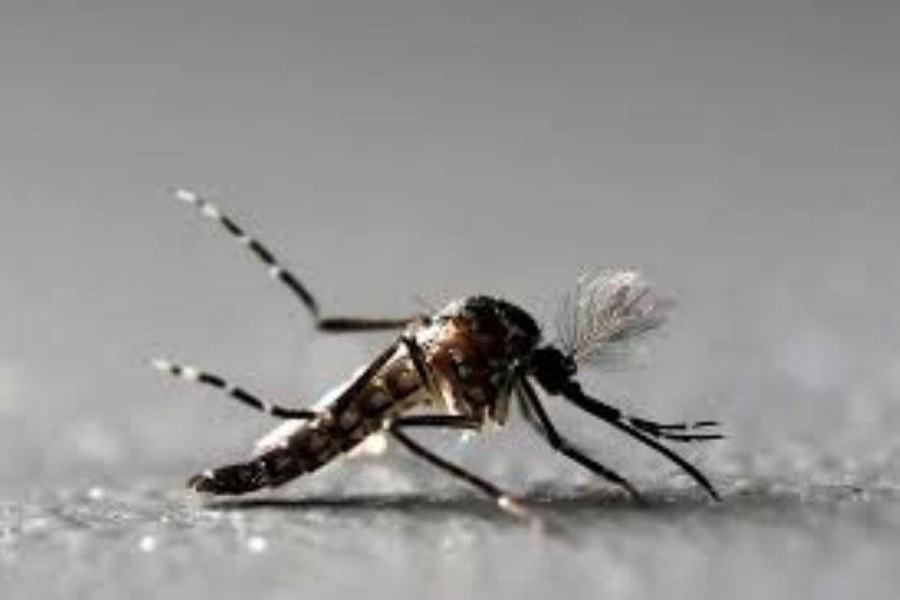 No dengue case reported in 24 hours: DGHS