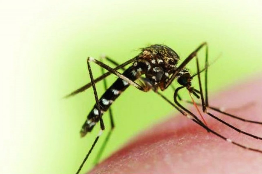 Dhaka faces dengue threat in pandemic