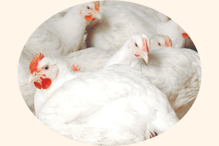 Broiler chicken, coarse rice prices go up
