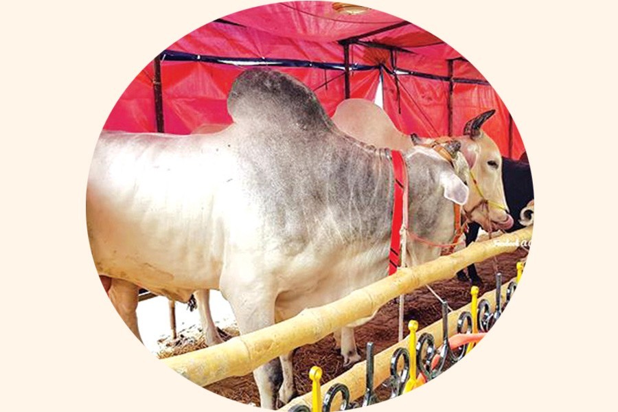 Move to set up Eid cattle markets in city
