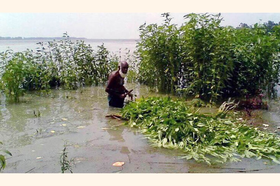 Cropland submerged due to rise in Jamuna water level in Bogura