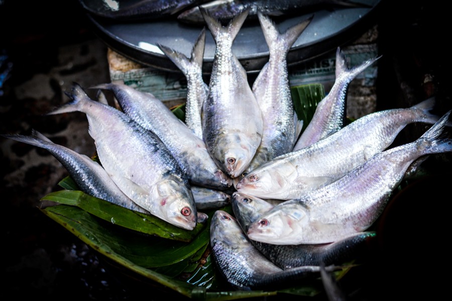 Hilsa to be tastier this year, expert says