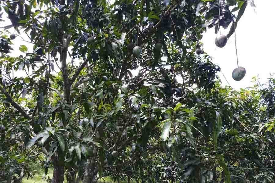 Magura mango growers smile even amid pandemic