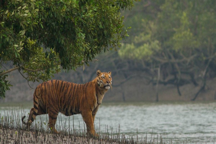 Tiger population at risk in Sundarbans: 38 tigers died in 20 years in BD